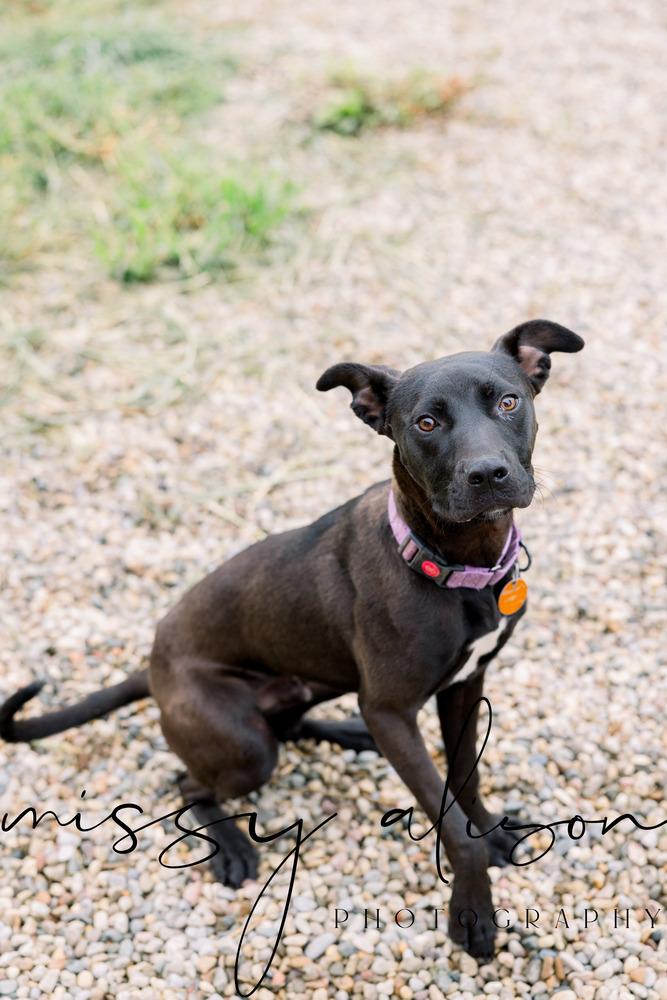Enlarge Atlas, a Adoptable mixed breed in Dorr, MI image 4/6