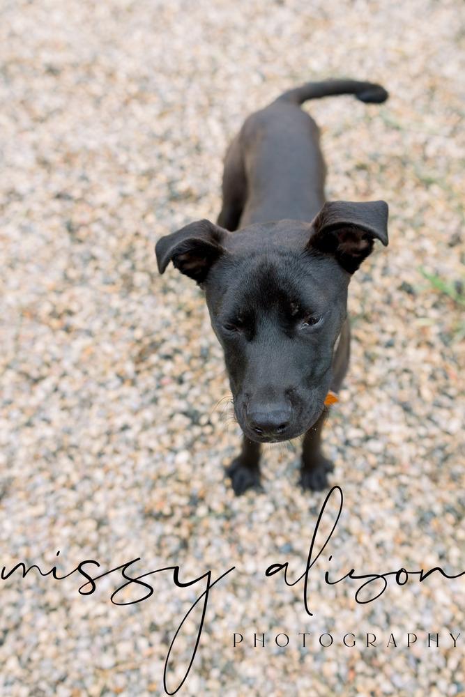 Enlarge Atlas, a Adoptable mixed breed in Dorr, MI image 5/6
