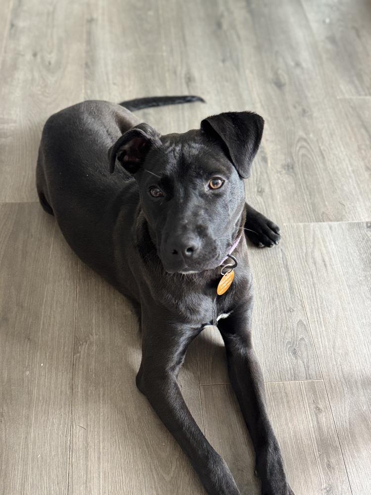 Enlarge Atlas, a Adoptable mixed breed in Dorr, MI image 6/6