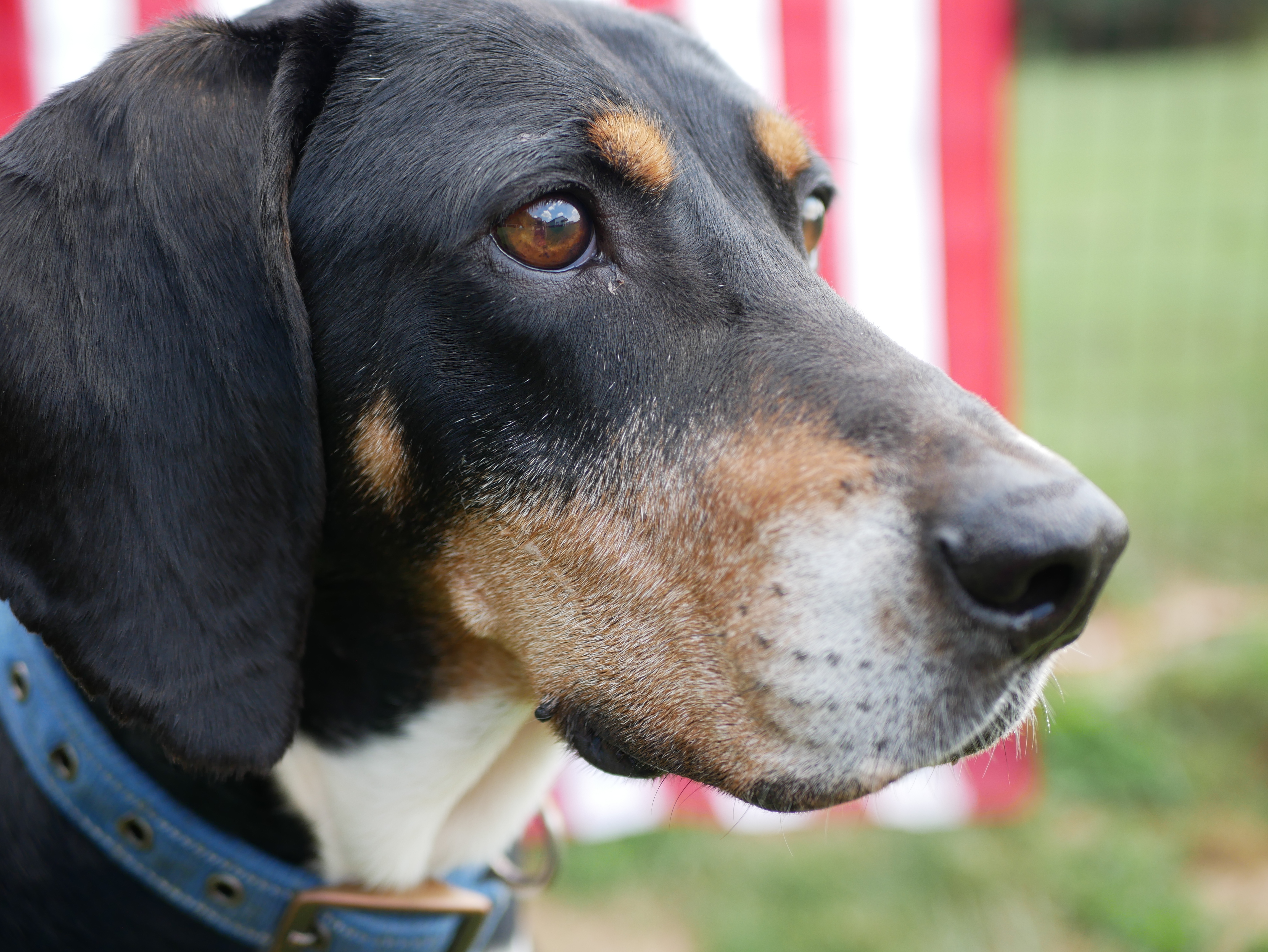 Dobby, Adoptable, Adult Male Treeing Walker Coonhound.