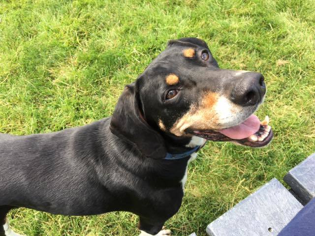 Enlarge Dobby, a Adoptable Treeing Walker Coonhound in South Charleston, OH image 2/8