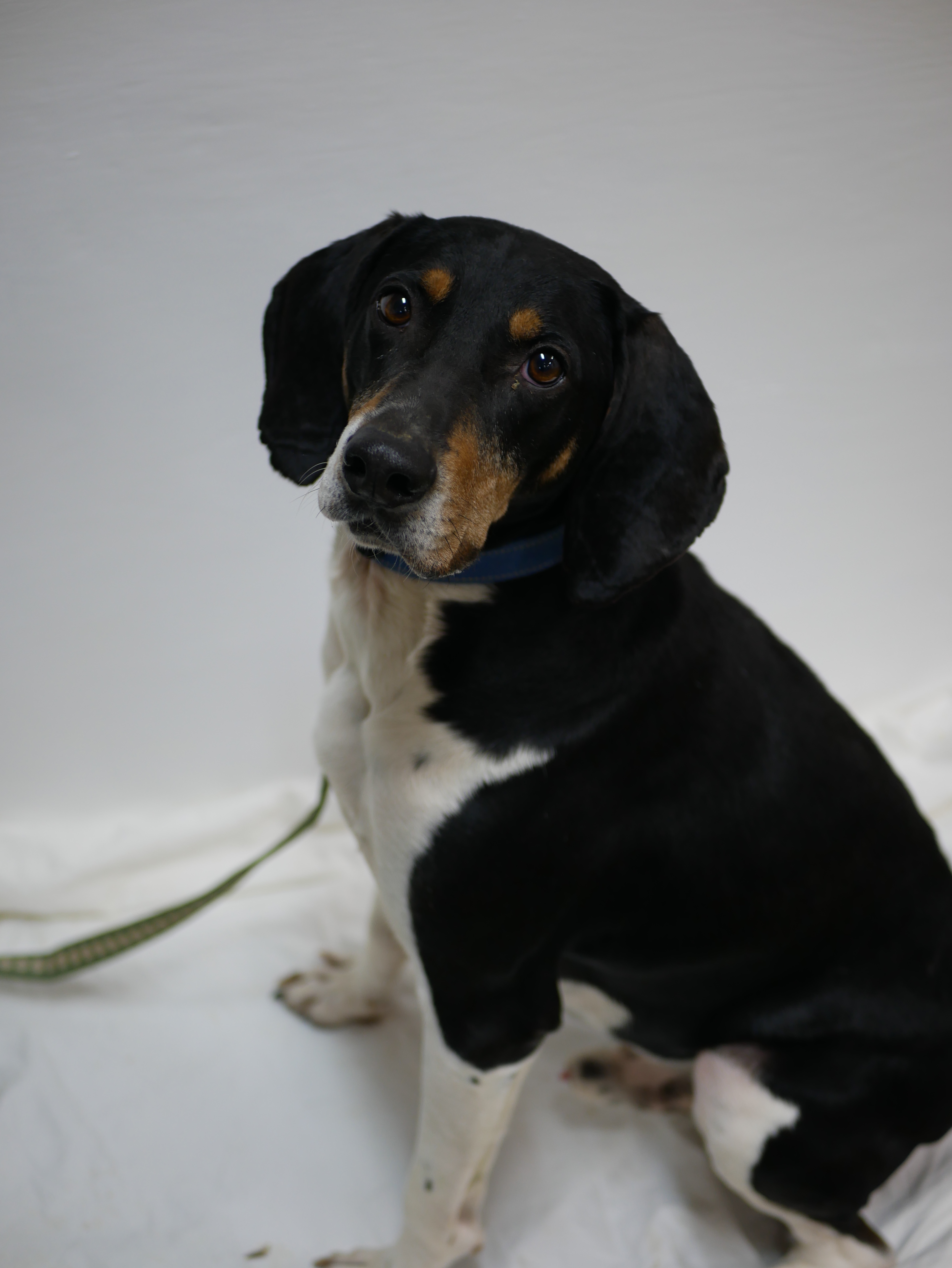 Enlarge Dobby, a Adoptable Treeing Walker Coonhound in South Charleston, OH image 3/8