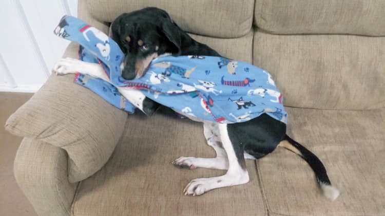 Enlarge Dobby, a Adoptable Treeing Walker Coonhound in South Charleston, OH image 4/8