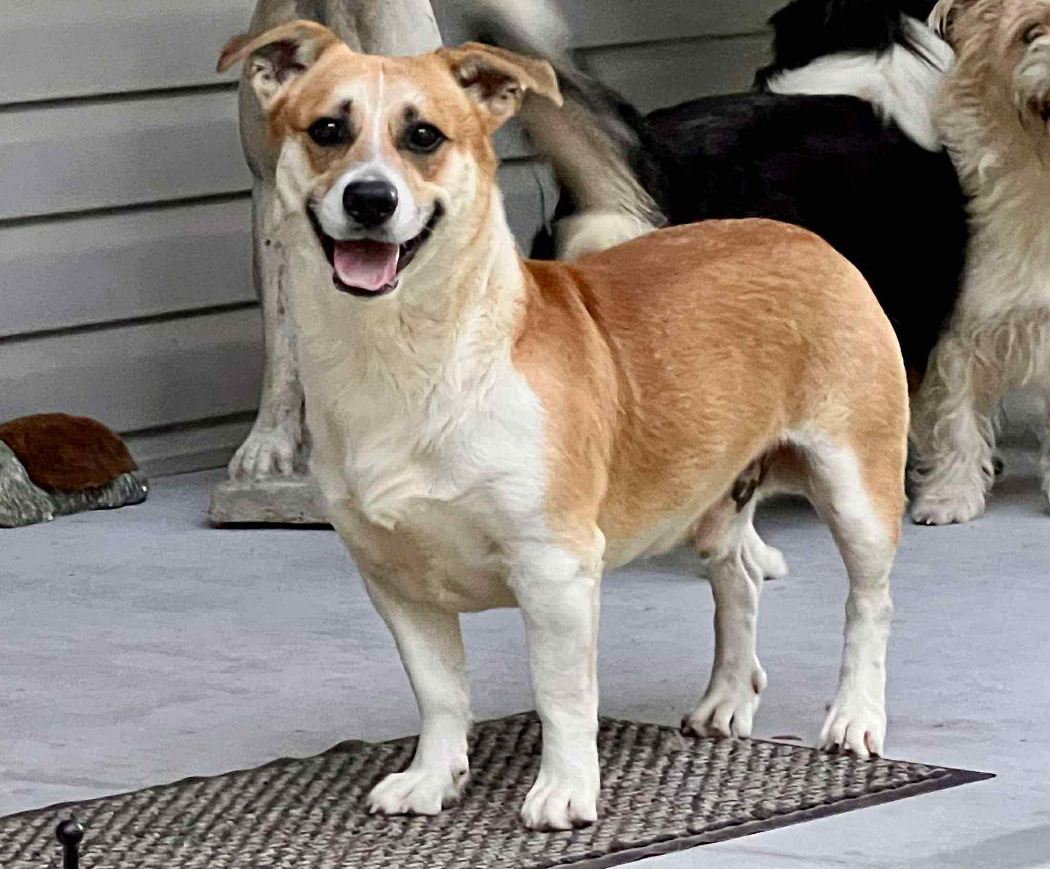 Enlarge Spanky, a Adoptable mixed breed in Jamestown, TN image 1/1