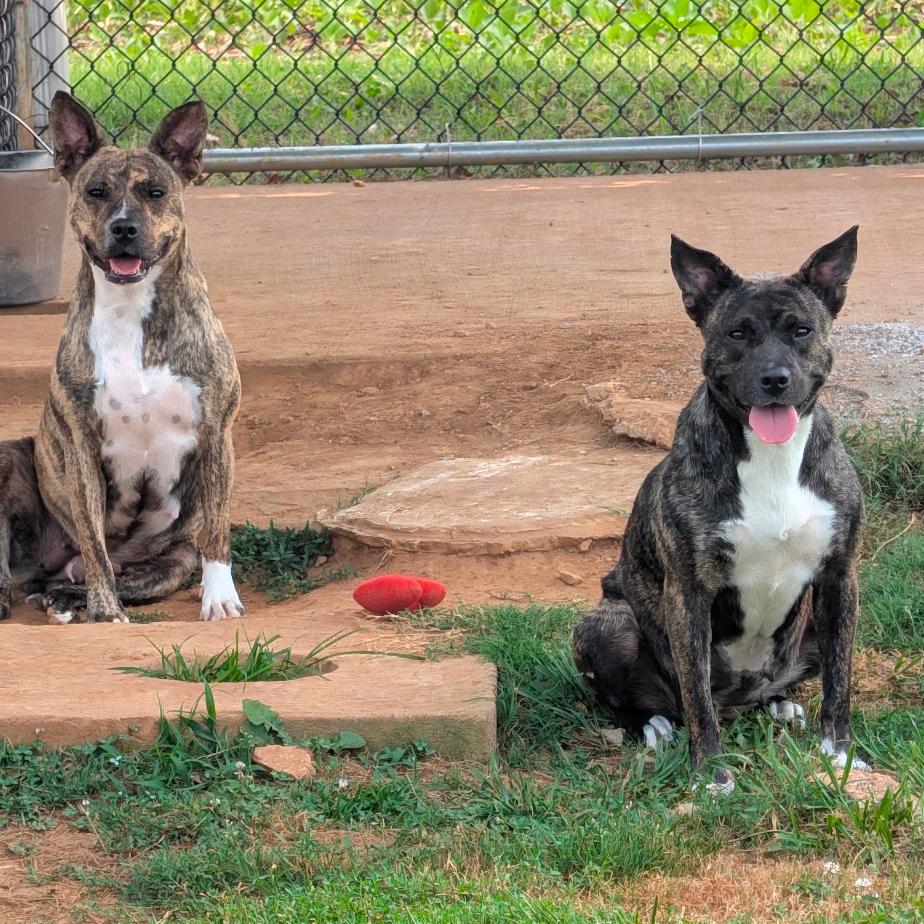 Maryland, a Adoptable Mixed Breed in Winchester, TN image 2/2