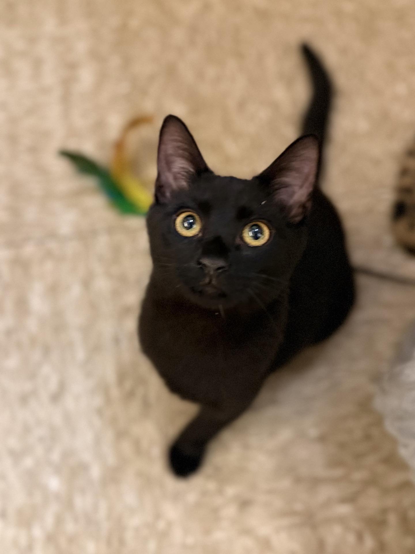 Enlarge Ham aka Hammie, a Adoptable Domestic Short Hair in Austin, TX image 5/6