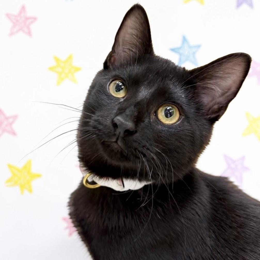 Enlarge Ham aka Hammie, a Adoptable Domestic Short Hair in Austin, TX image 2/6