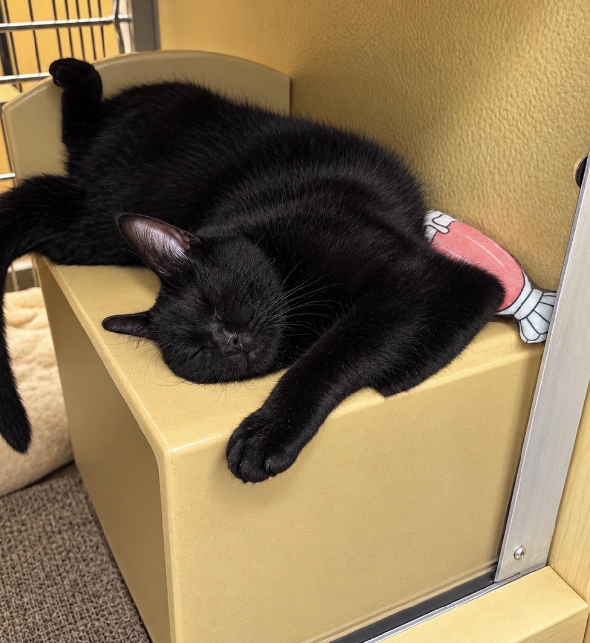 Enlarge Ham aka Hammie, a Adoptable Domestic Short Hair in Austin, TX image 6/6
