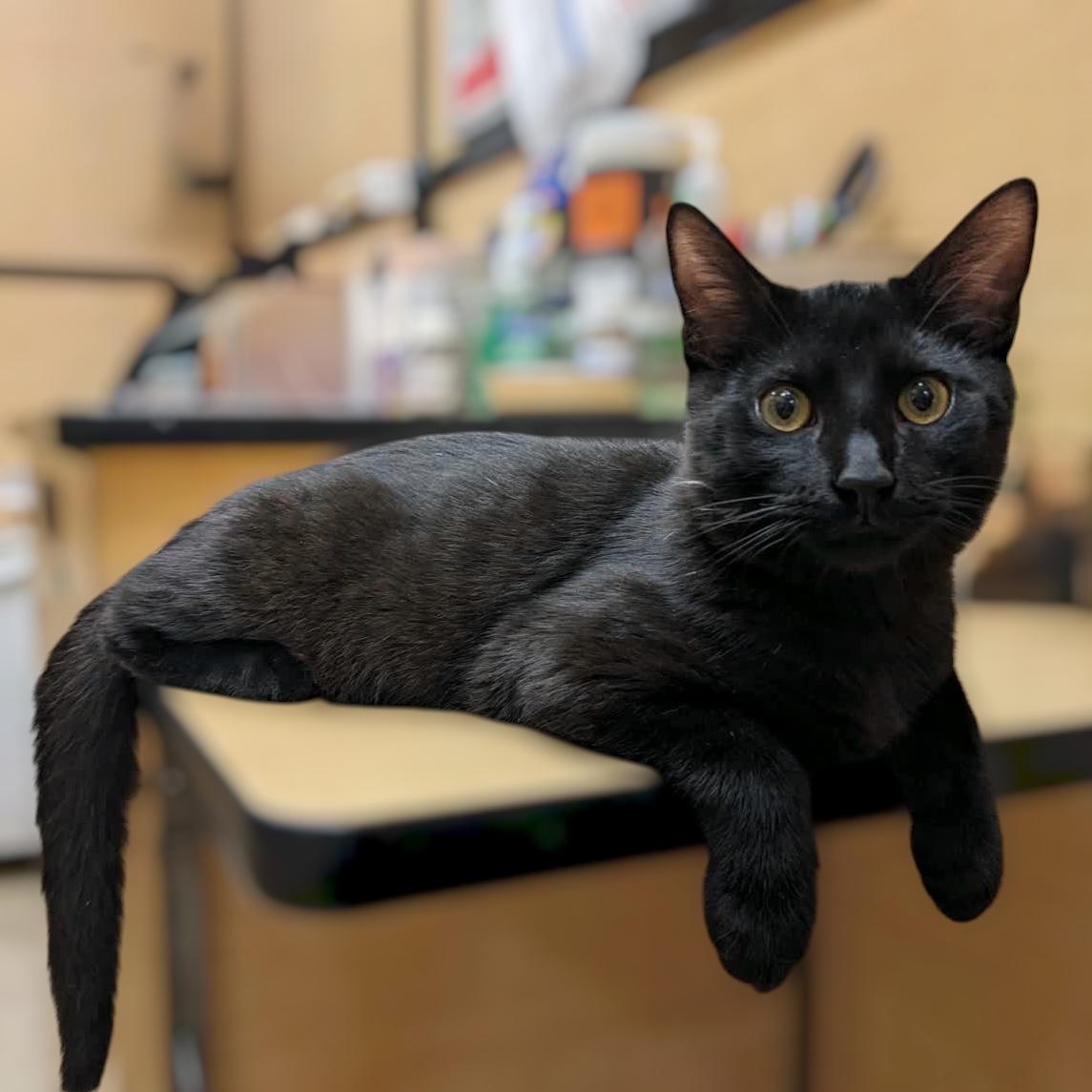 Ham aka Hammie, Adoptable, Kitten Male Domestic Short Hair.