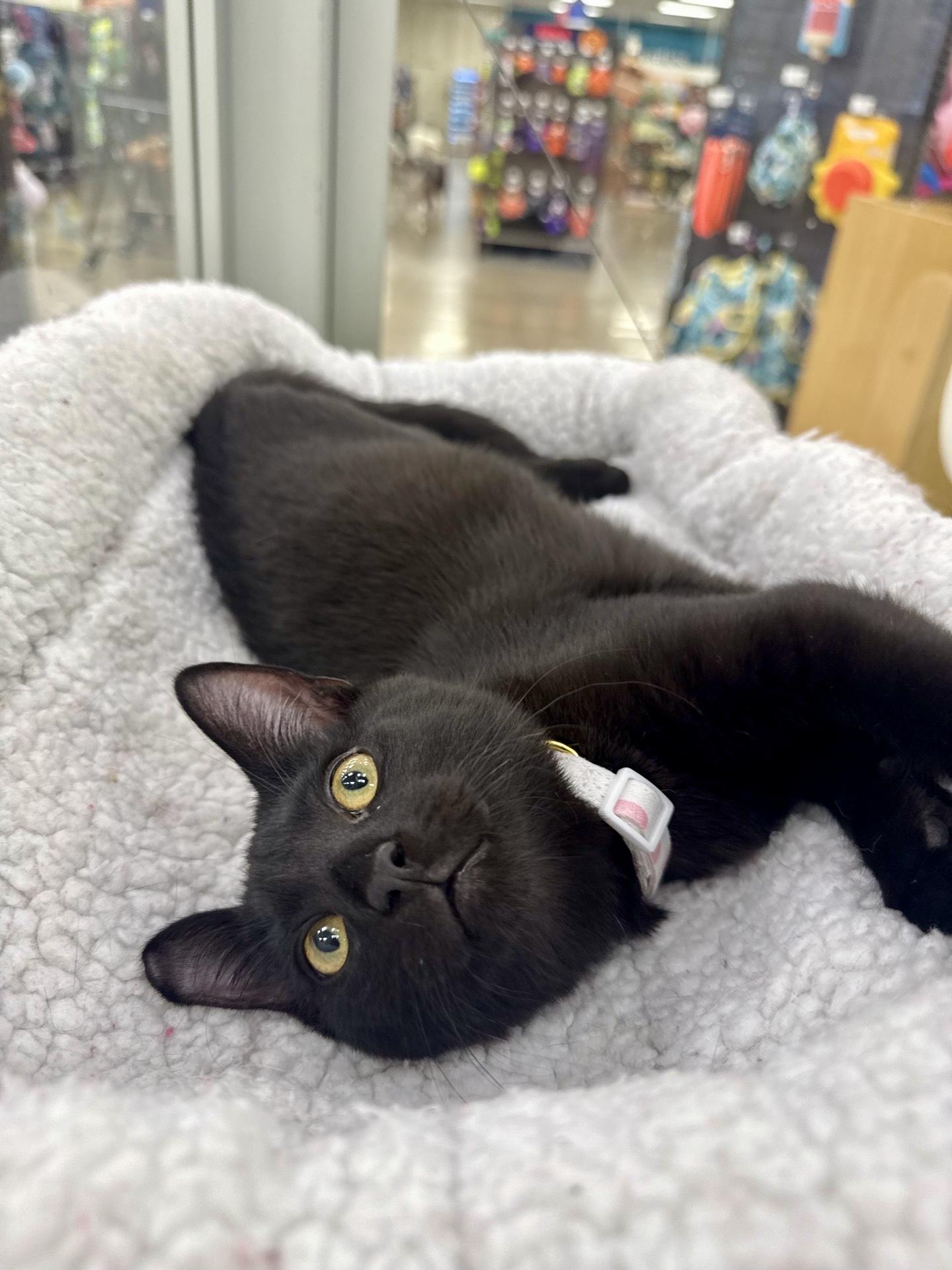 Enlarge Ham aka Hammie, a Adoptable Domestic Short Hair in Austin, TX image 6/6