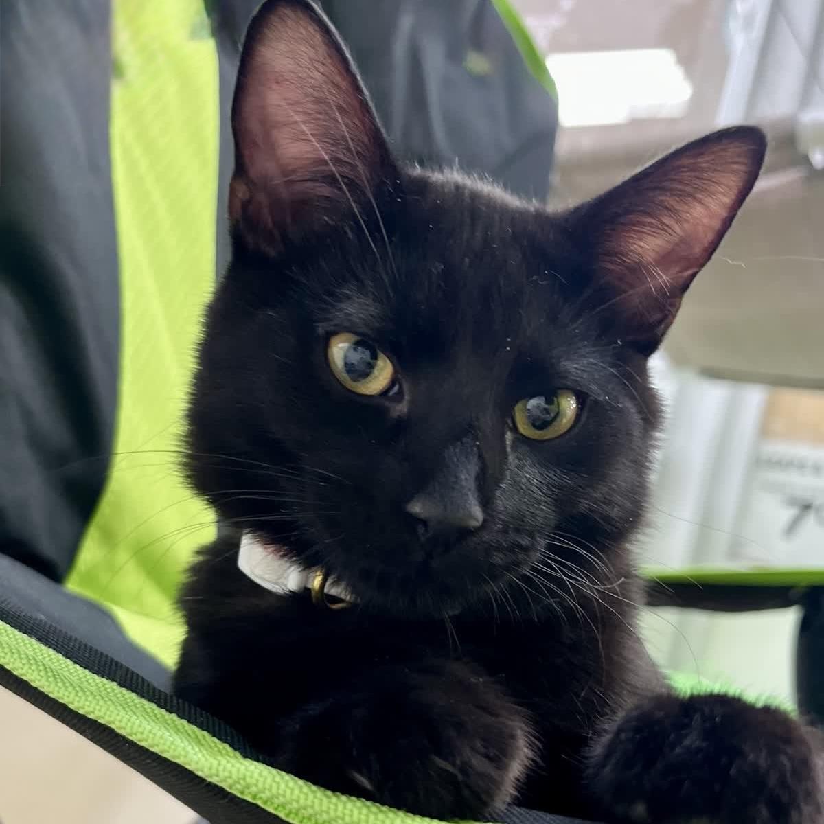 Enlarge Ham aka Hammie, a Adoptable Domestic Short Hair in Austin, TX image 3/6