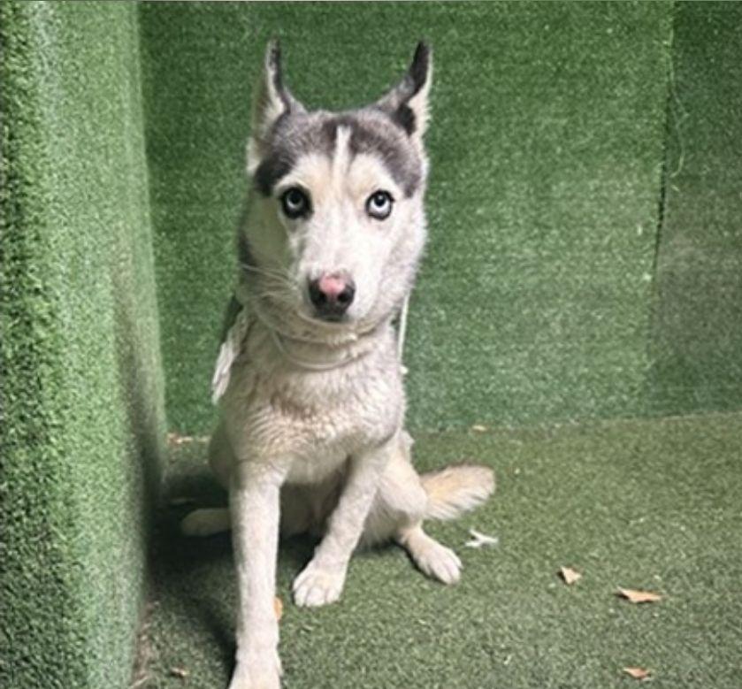 Enlarge Shenzi, a Adopted Husky in Agua Dulce, CA image 1/1