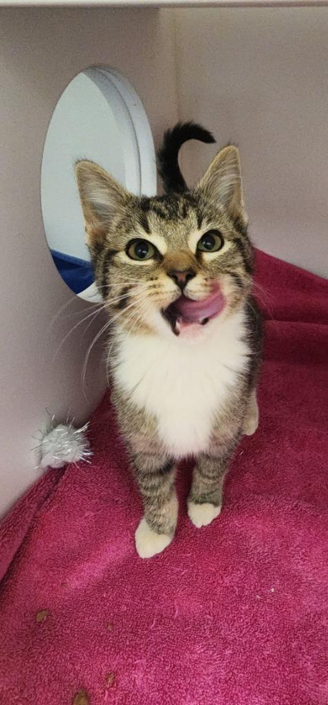 Enlarge Apple, a Adoptable mixed breed in Oxford, NC image 1/1