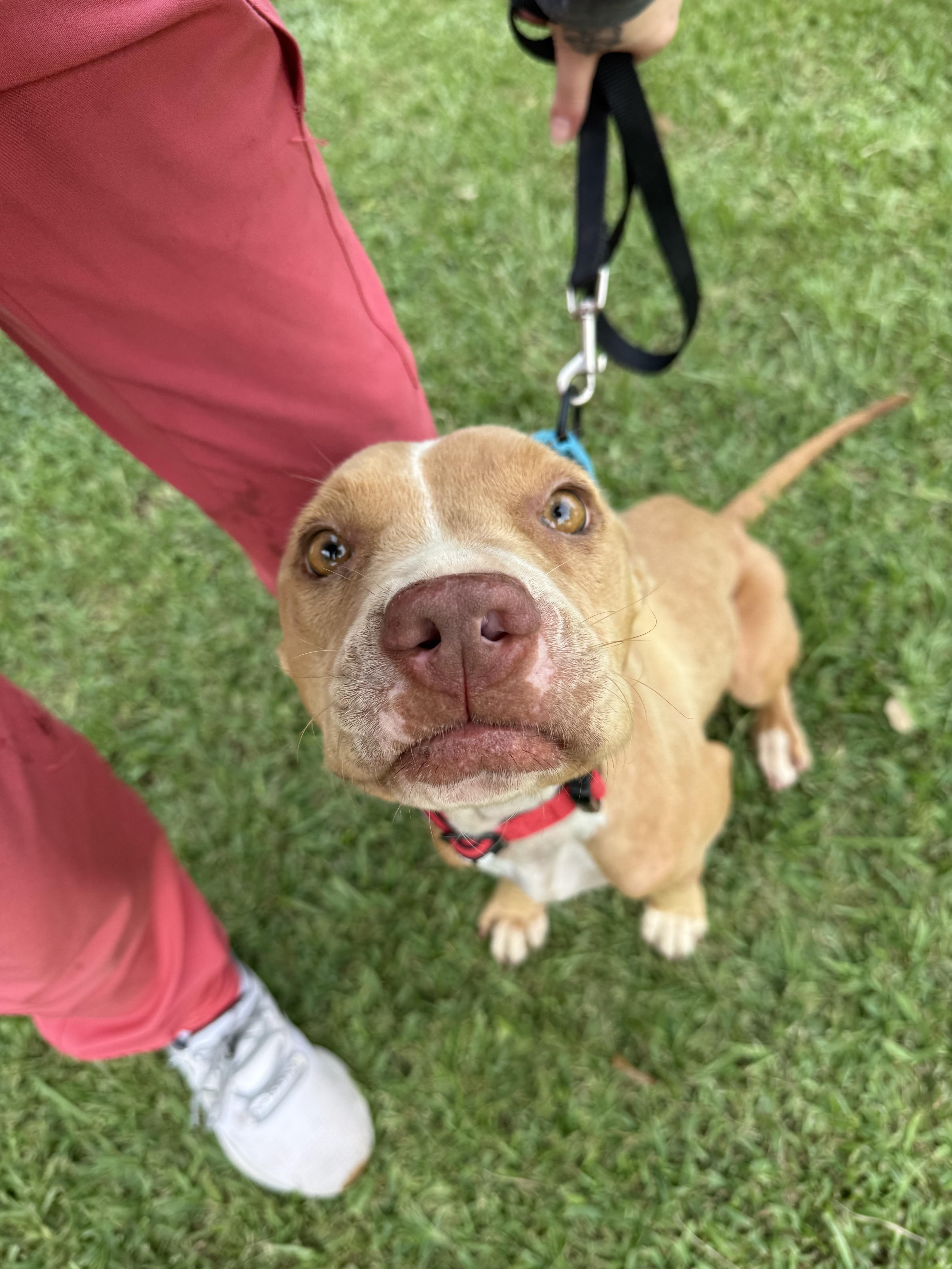 Butterscotch (157918) (In a Foster Home)