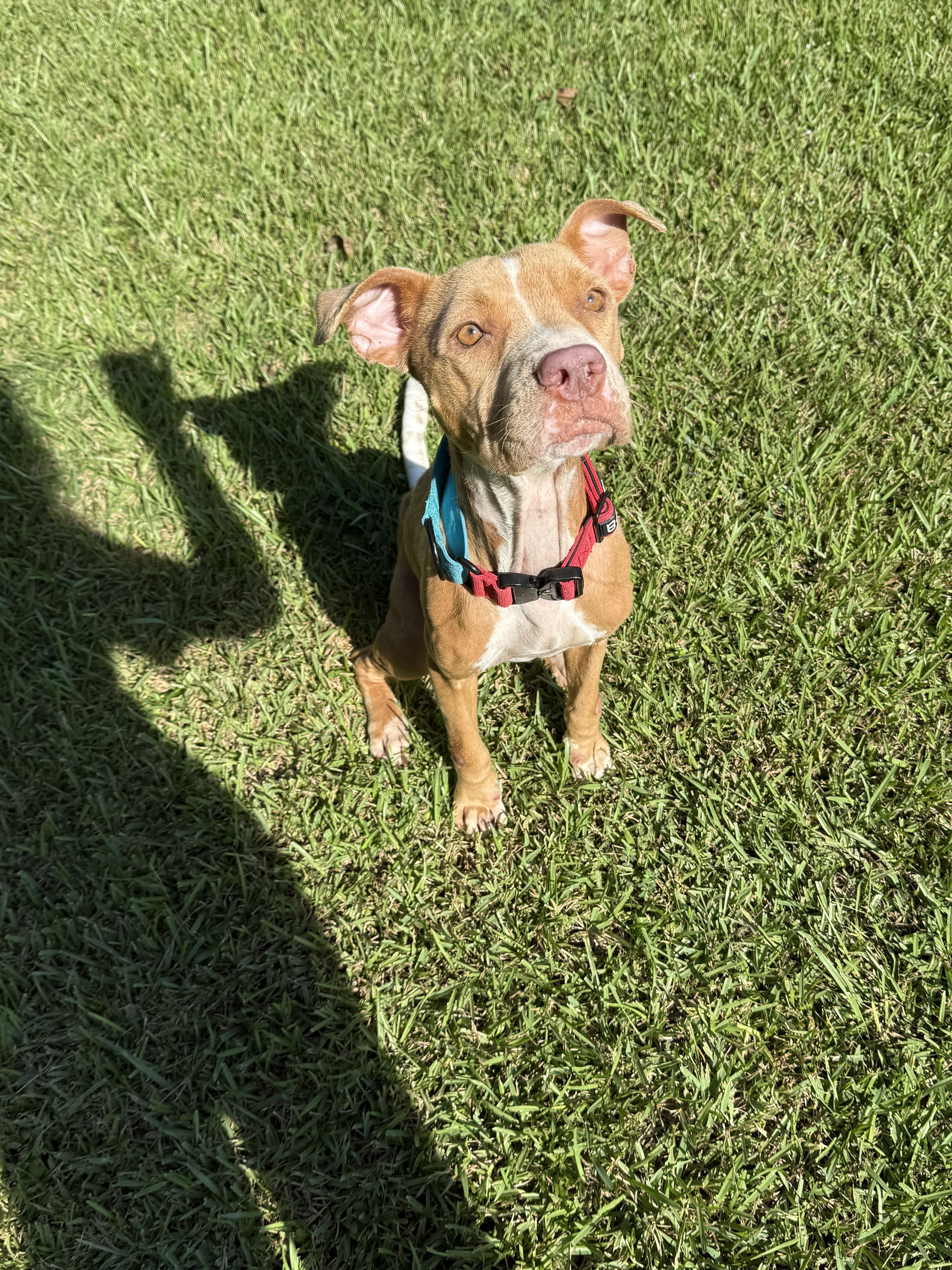 Butterscotch (157918) (In a Foster Home)