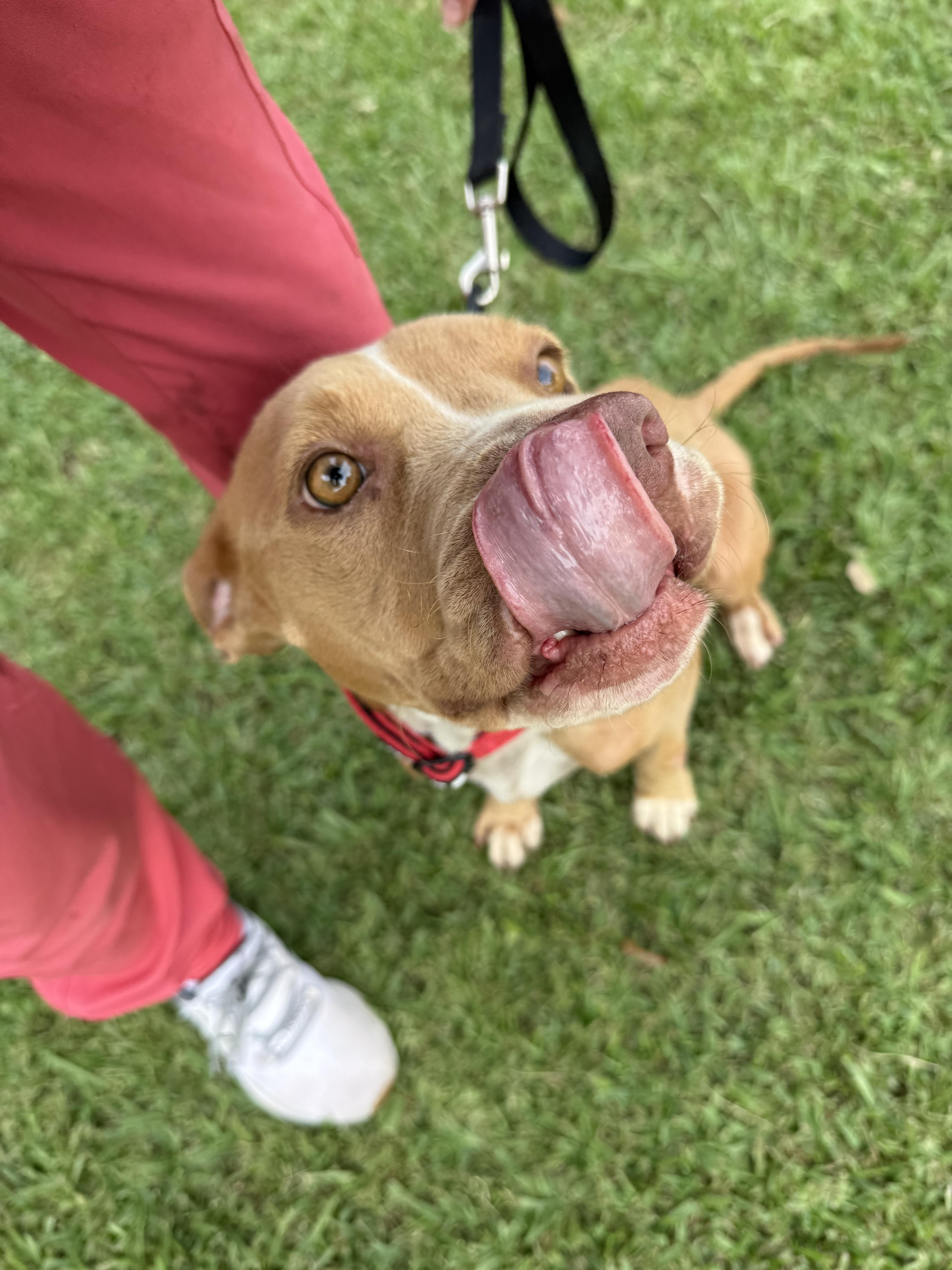 Butterscotch (157918) (In a Foster Home)
