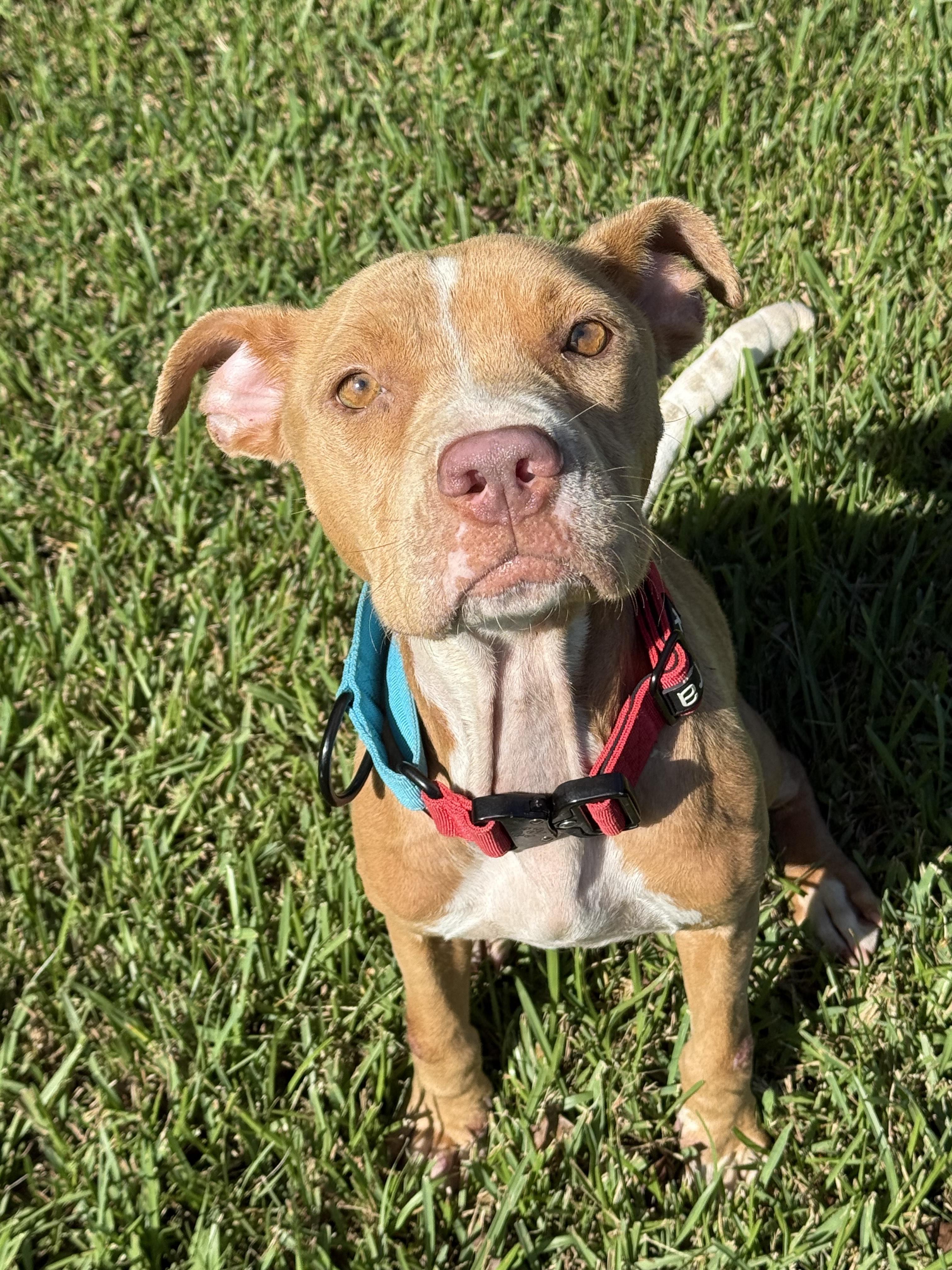 Butterscotch (157918) (In a Foster Home)