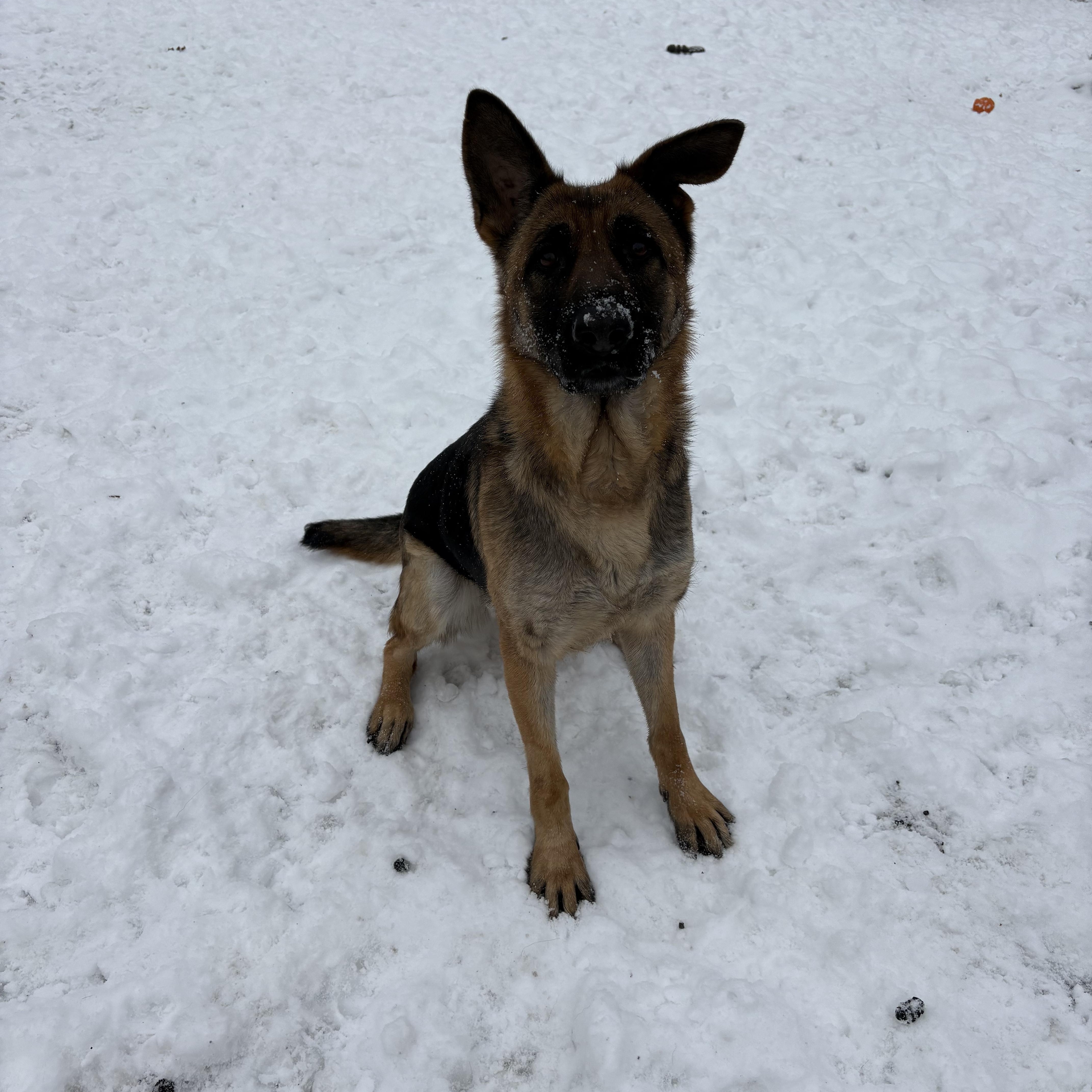 Enlarge Harmony, a ADOPTABLE German Shepherd Dog in Watertown, CT image 2/3