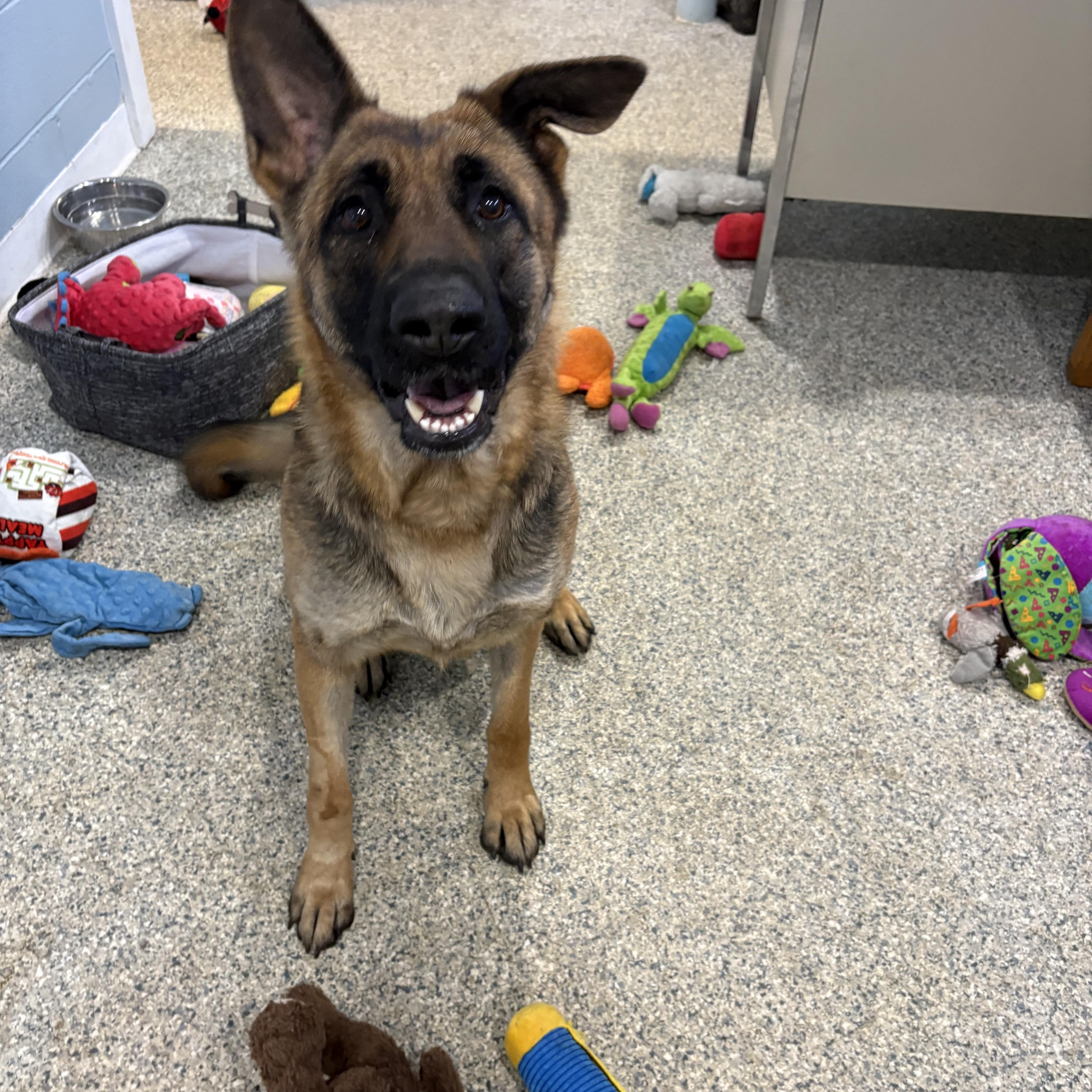 Enlarge Harmony, a ADOPTABLE German Shepherd Dog in Watertown, CT image 1/3