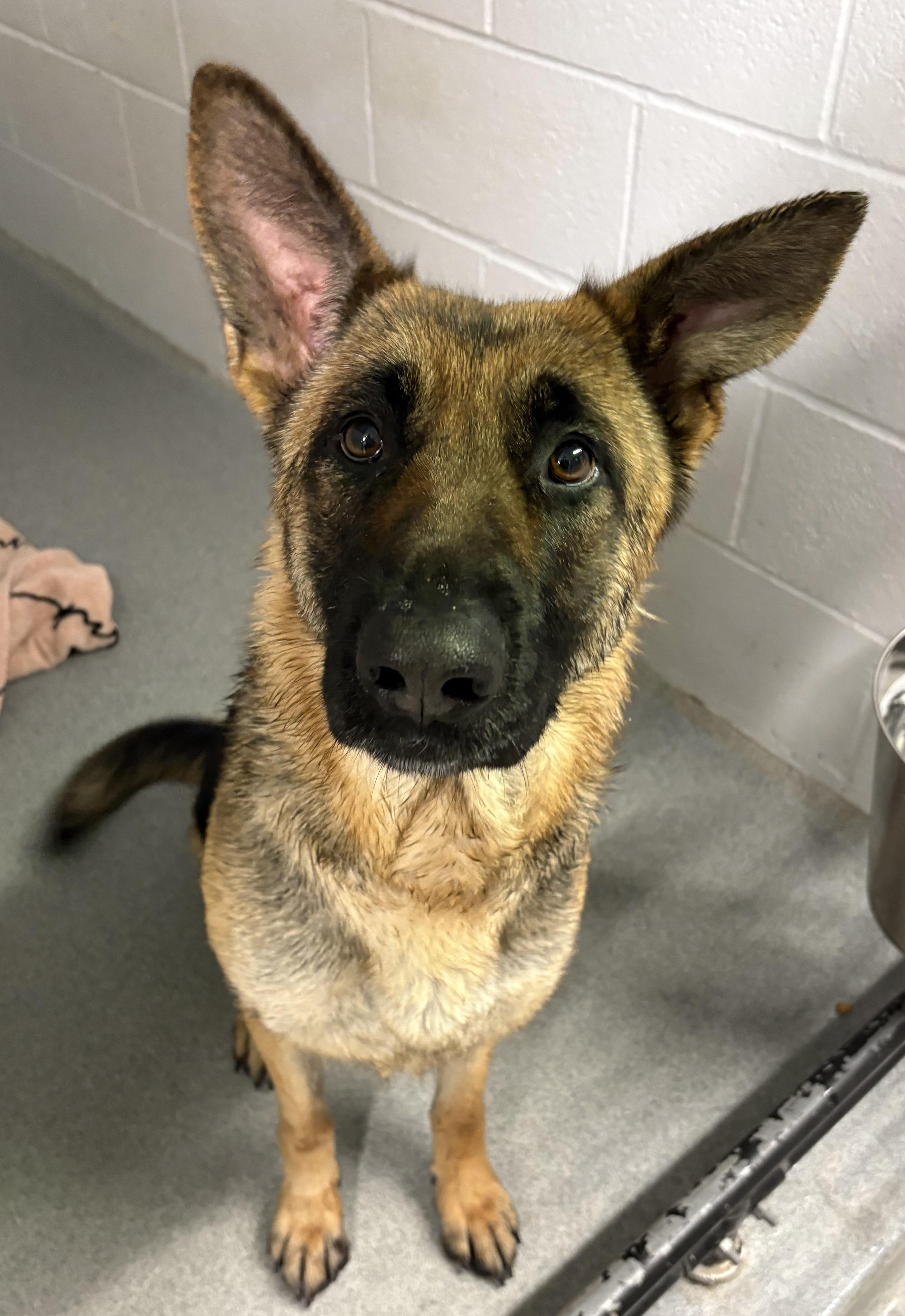 Enlarge Harmony, a ADOPTABLE German Shepherd Dog in Watertown, CT image 3/3
