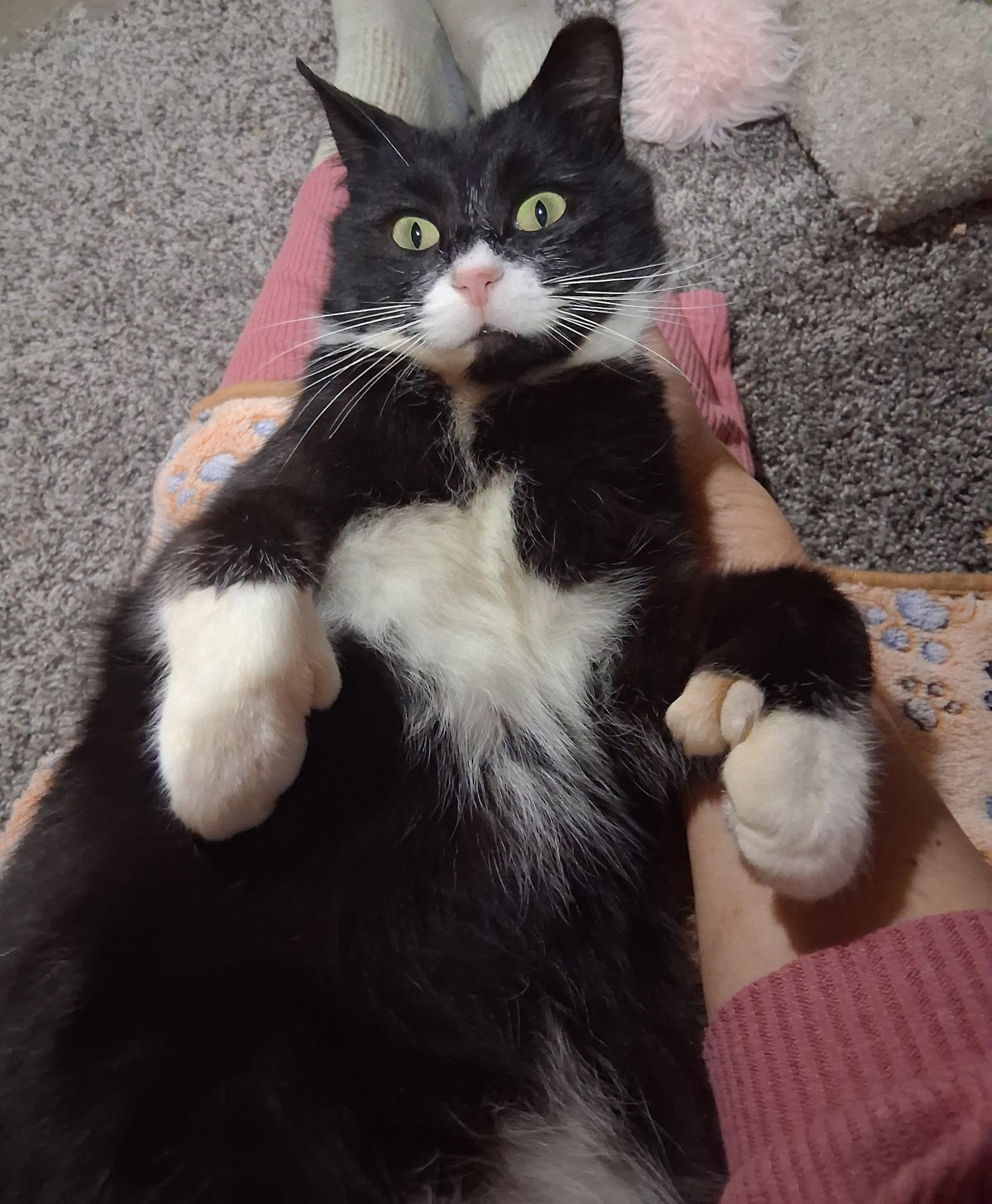 Batman, ADOPTABLE, Adult Male Tuxedo.