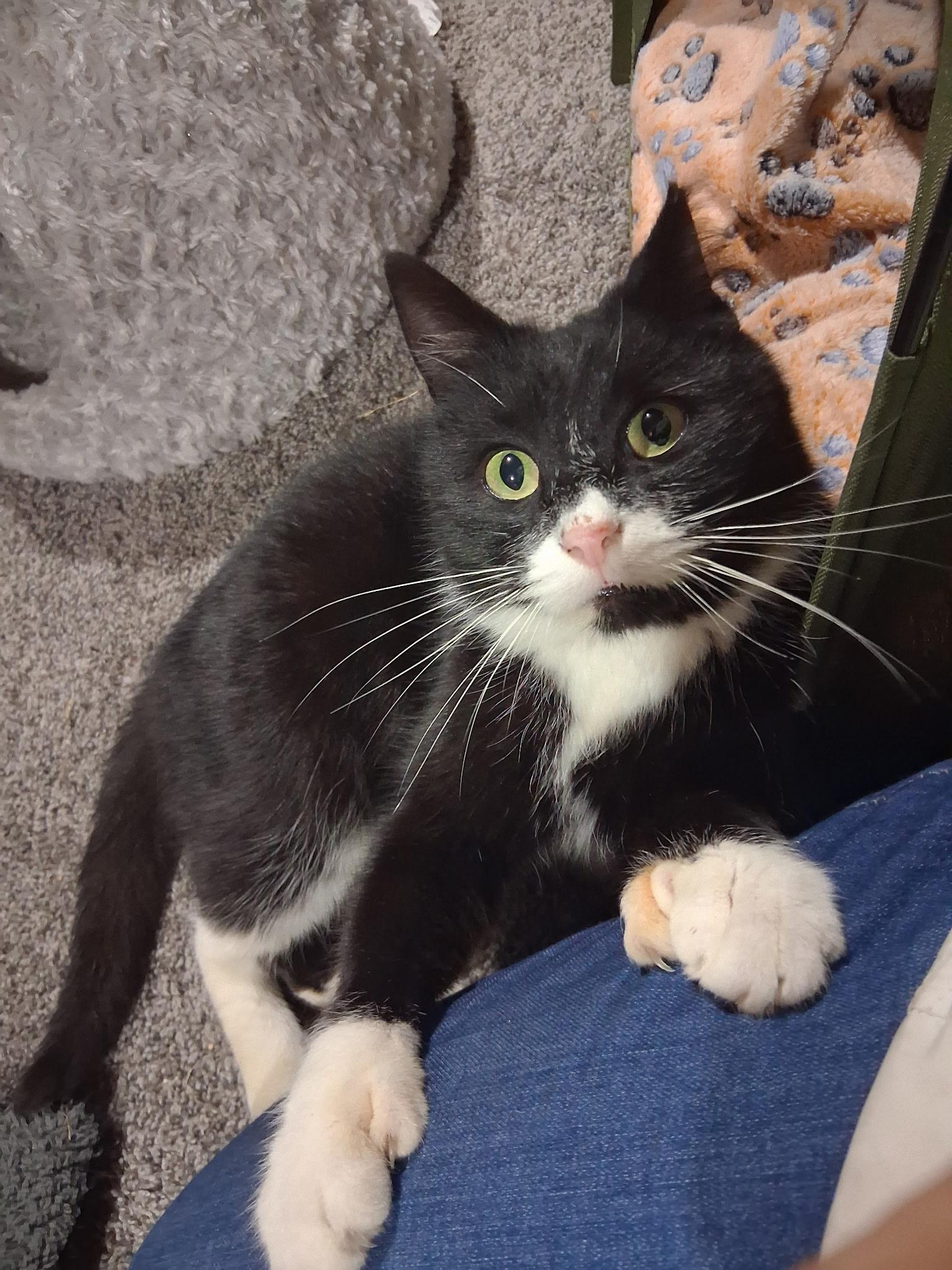 Enlarge Batman, a ADOPTABLE Tuxedo in Seattle, WA image 3/4