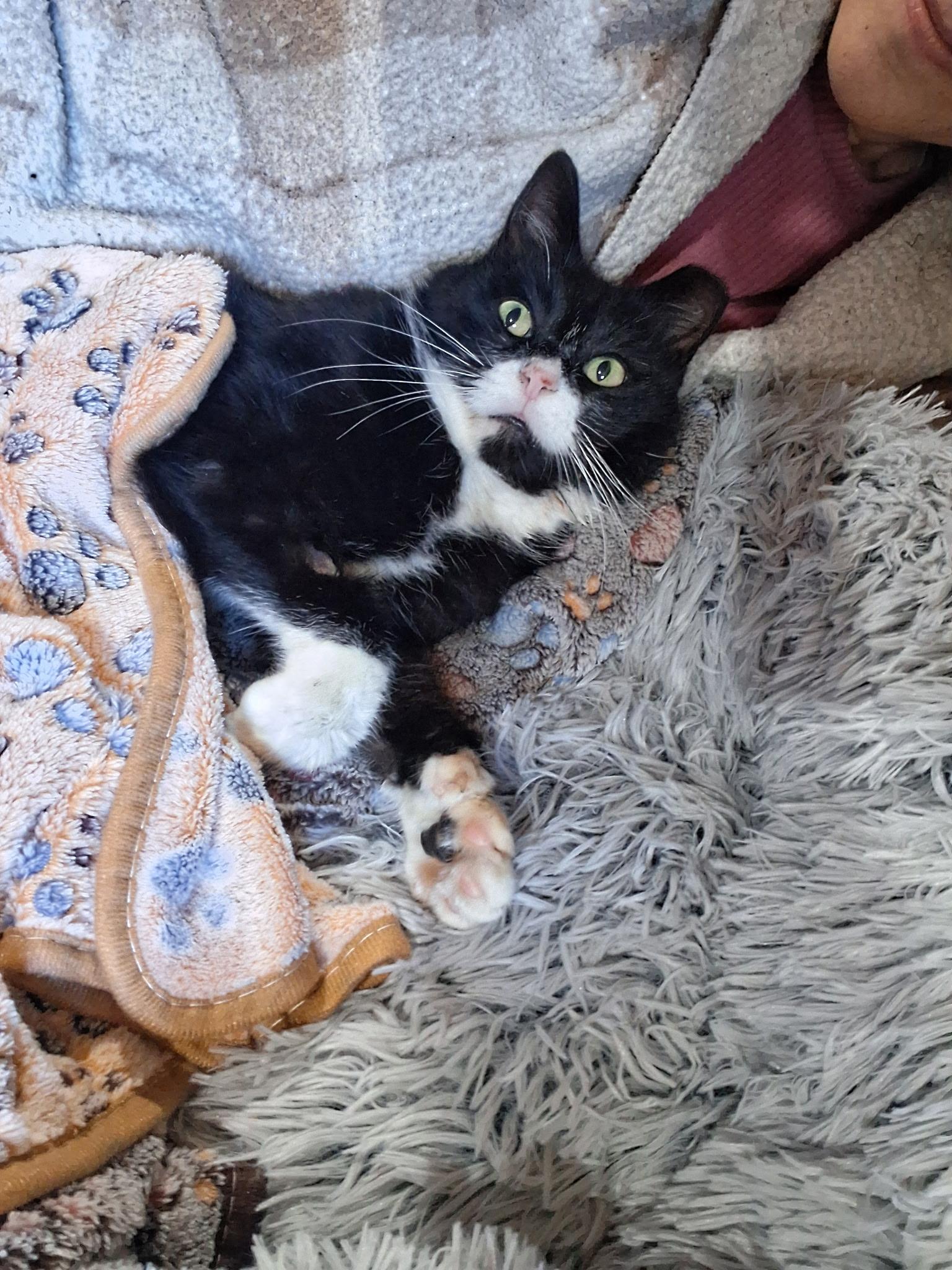 Enlarge Batman, a ADOPTABLE Tuxedo in Seattle, WA image 4/4