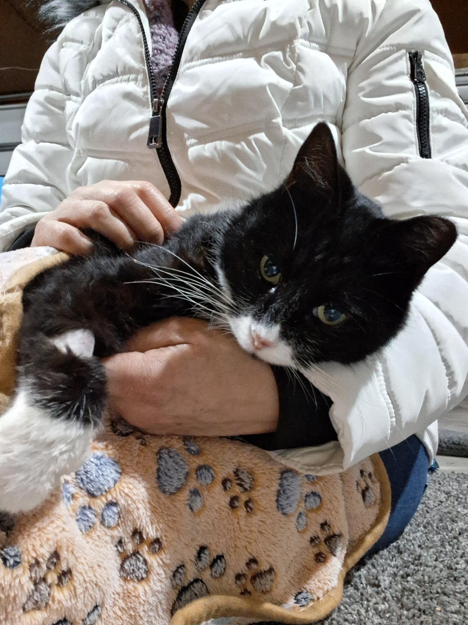 Enlarge Batman, a ADOPTABLE Tuxedo in Seattle, WA image 2/4