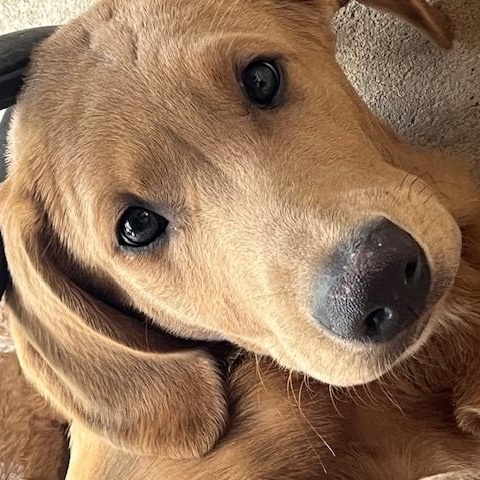 Charlie , ADOPTABLE, Puppy Male Labrador Retriever & Labradoodle.