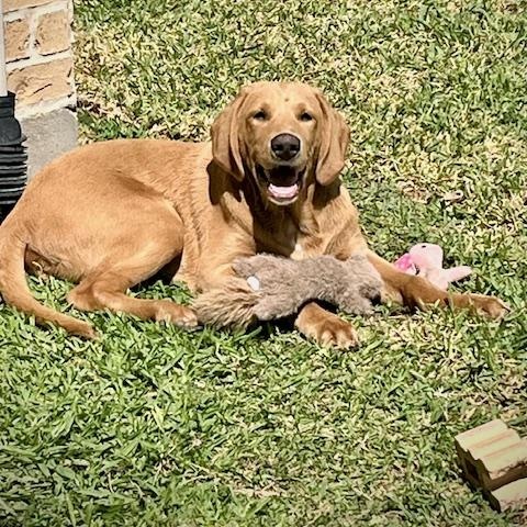 Enlarge Charlie , a ADOPTABLE mixed breed in Jay, NY image 5/6