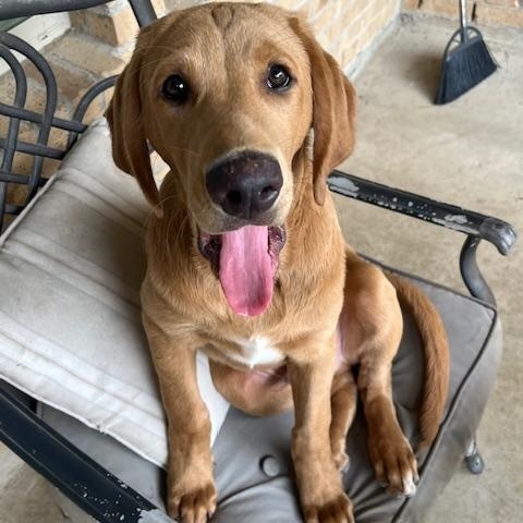 Enlarge Charlie , a ADOPTABLE mixed breed in Jay, NY image 4/6