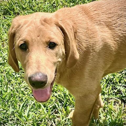 Enlarge Charlie , a ADOPTABLE mixed breed in Jay, NY image 2/6