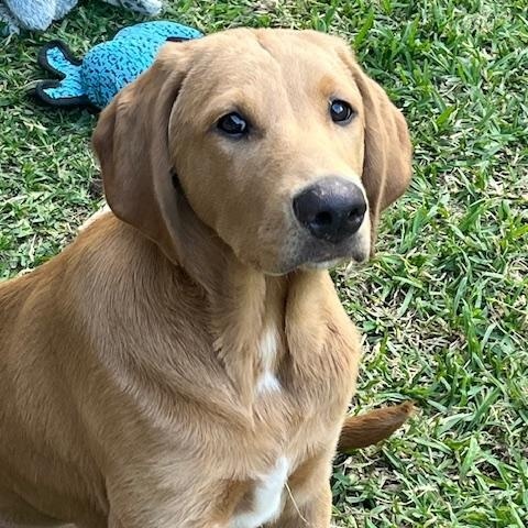 Enlarge Charlie , a ADOPTABLE mixed breed in Jay, NY image 6/6