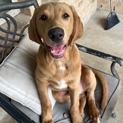 Enlarge Charlie , a ADOPTABLE mixed breed in Jay, NY image 3/6