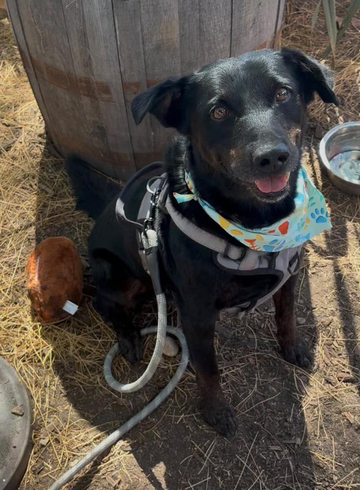 Smokey, Adoptable, Adult Male Labrador Retriever.