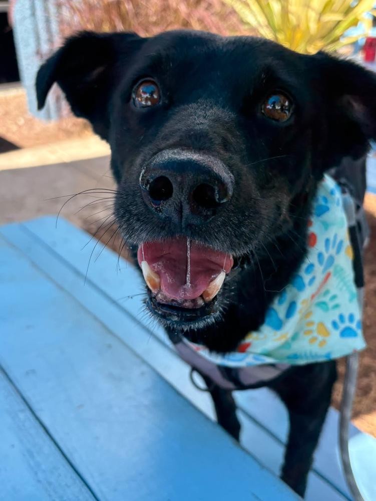 Enlarge Smokey, a Adoptable mixed breed in Escondido, CA image 2/6
