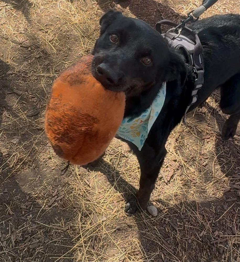 Enlarge Smokey, a Adoptable mixed breed in Escondido, CA image 3/6