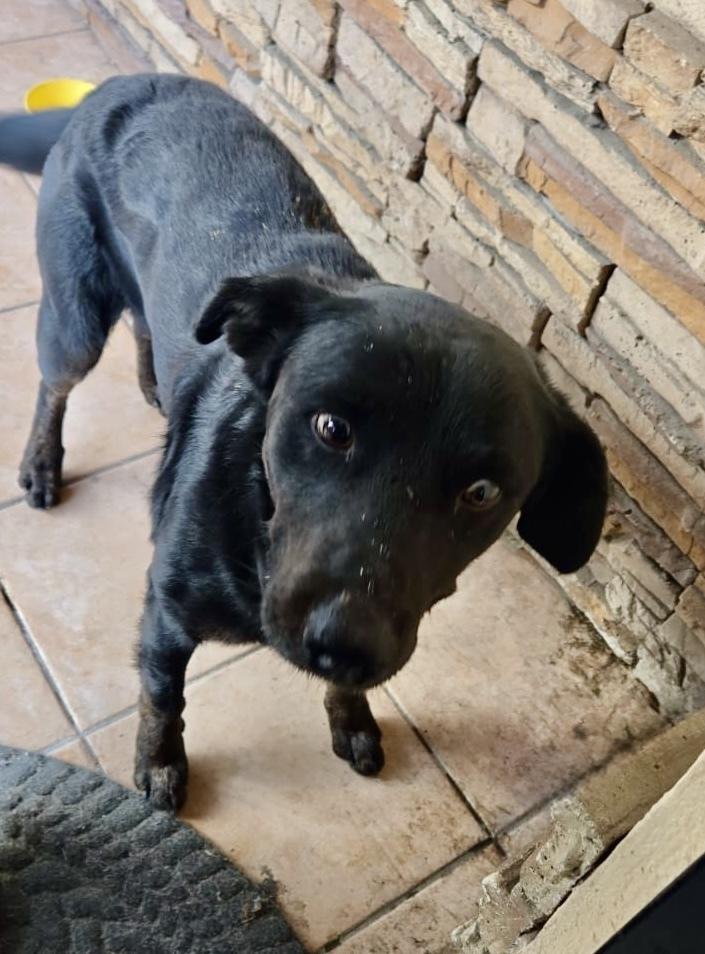 Enlarge Smokey, a Adoptable mixed breed in Escondido, CA image 4/6