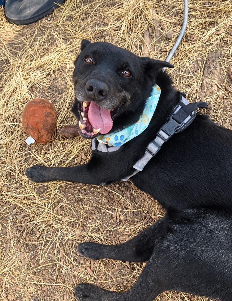 Enlarge Smokey, a Adoptable mixed breed in Escondido, CA image 5/6