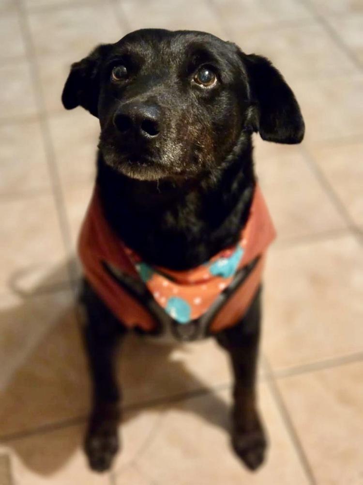 Enlarge Smokey, a Adoptable mixed breed in Escondido, CA image 6/6
