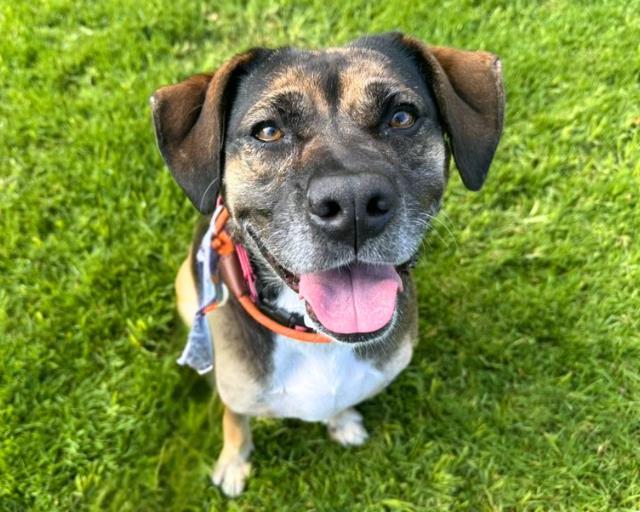 DIANA ROSS, Adoptable, Adult Female German Shepherd Dog.