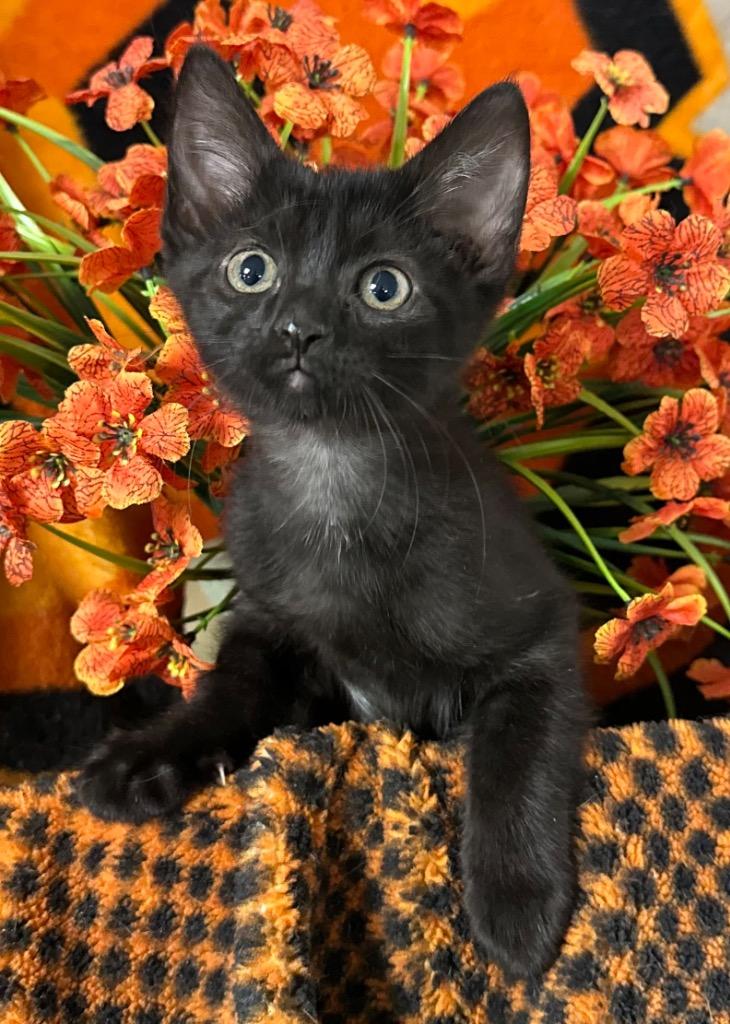 5/4/26 Astrid, Adoptable, Kitten Female Domestic Short Hair.
