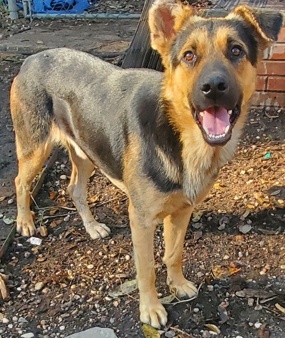 Enlarge Jax, a Adopted German Shepherd Dog in Mabank, TX image 1/12