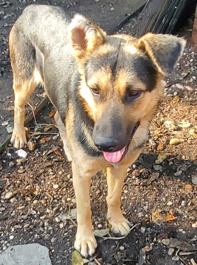 Enlarge Jax, a Adopted German Shepherd Dog in Mabank, TX image 2/12