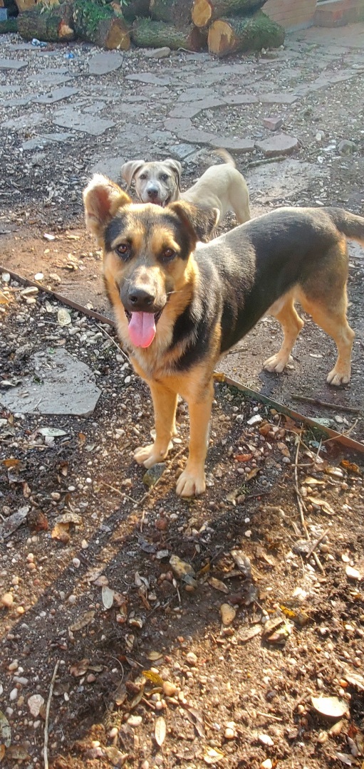Enlarge Jax, a Adopted German Shepherd Dog in Mabank, TX image 3/12
