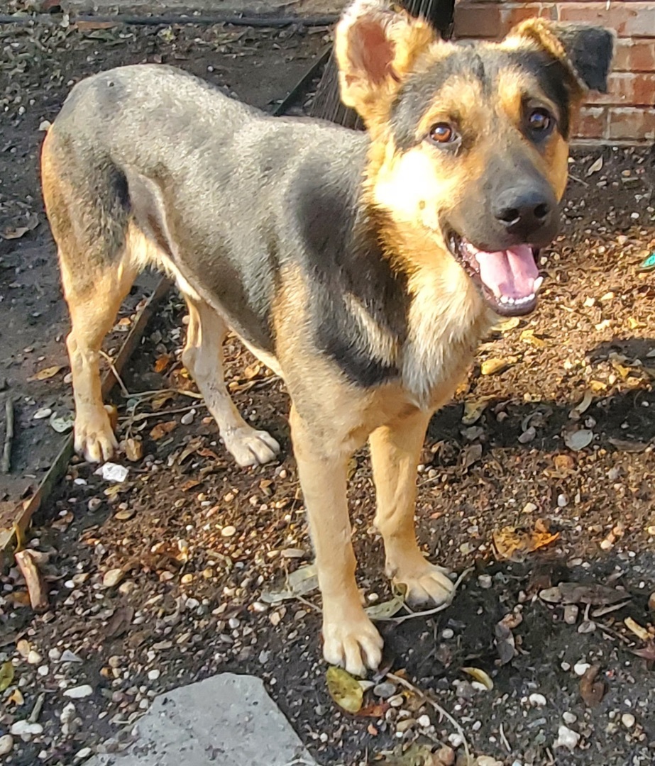 Enlarge Jax, a Adopted German Shepherd Dog in Mabank, TX image 4/12