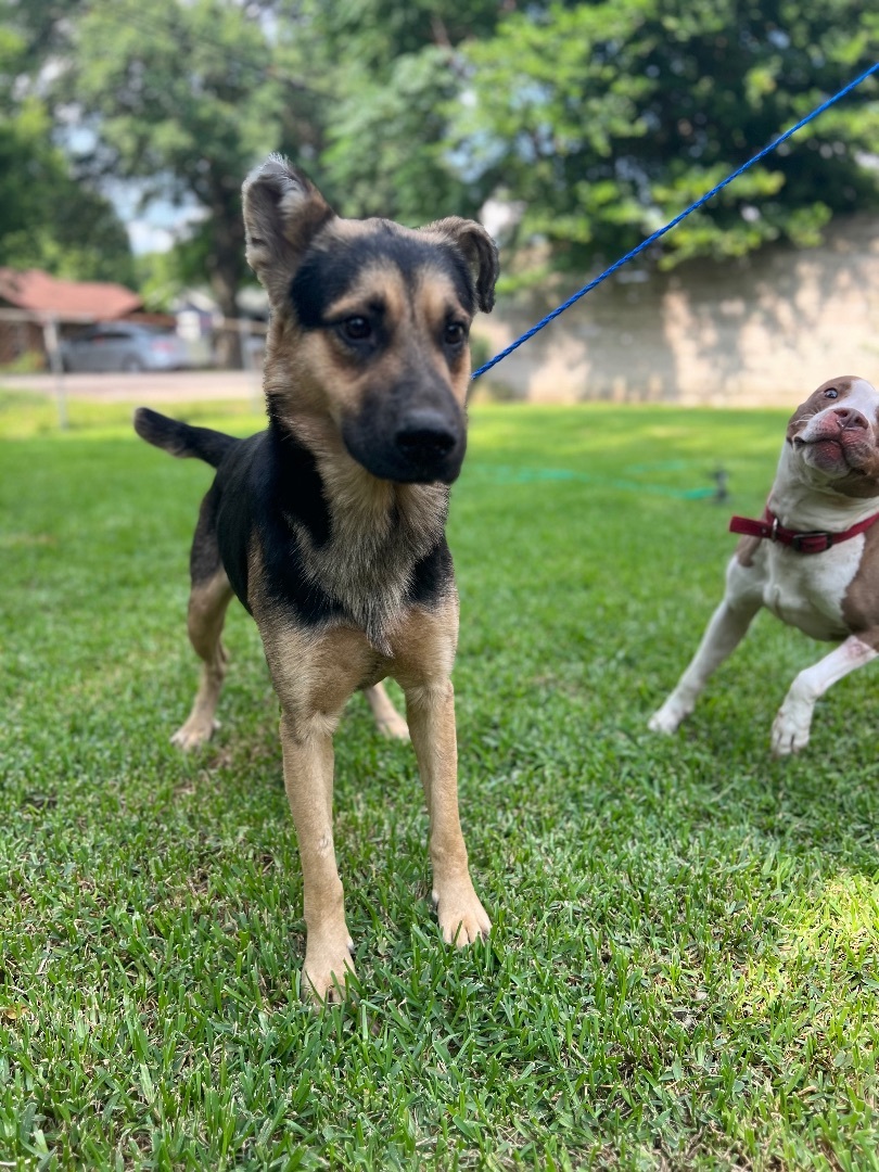Enlarge Jax, a Adopted German Shepherd Dog in Mabank, TX image 5/12