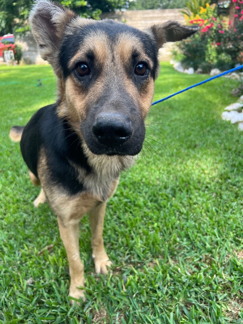 Enlarge Jax, a Adopted German Shepherd Dog in Mabank, TX image 6/12