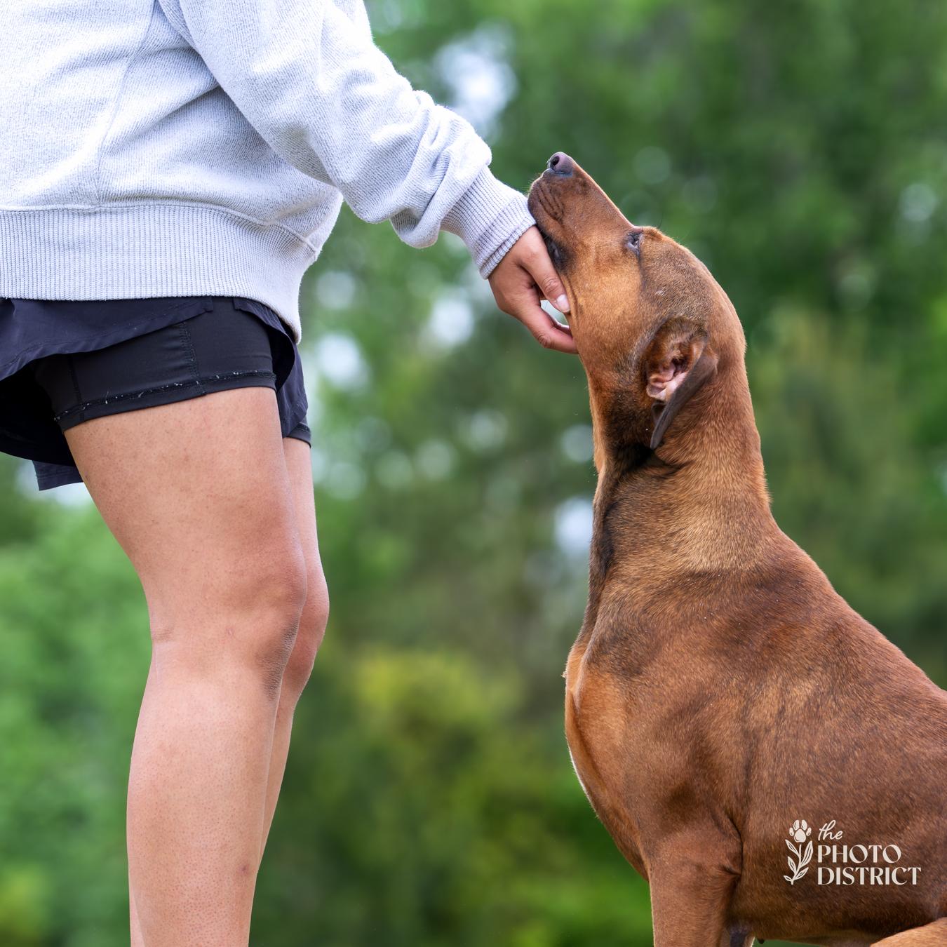 Frannie, Adoptable, Adult Female Hound & Doberman Pinscher.