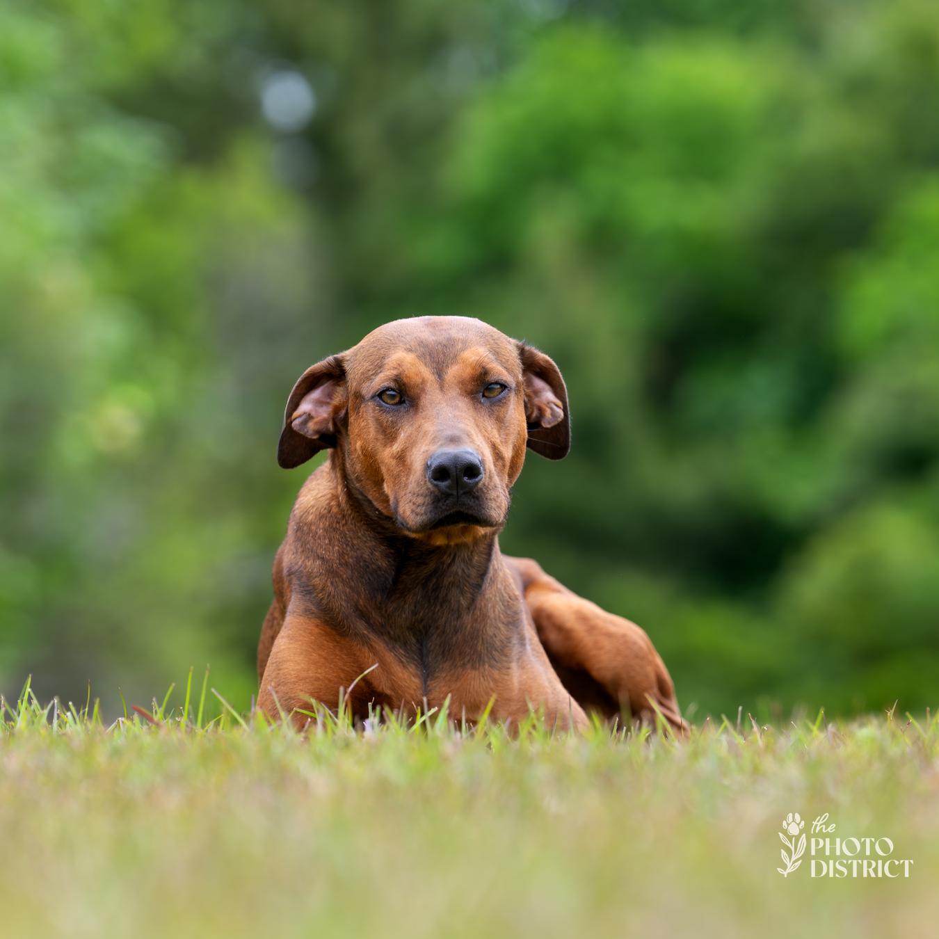 Frannie, a Adoptable mixed breed in Winnabow, NC image 2/3
